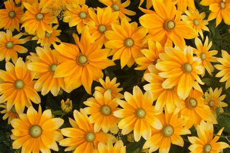 Free Images Landscape Nature Flower Petal Summer Herb Yellow