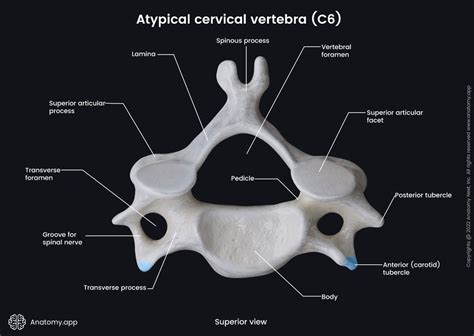 Cervical Vertebrae Encyclopedia Anatomyapp Learn Anatomy 3d