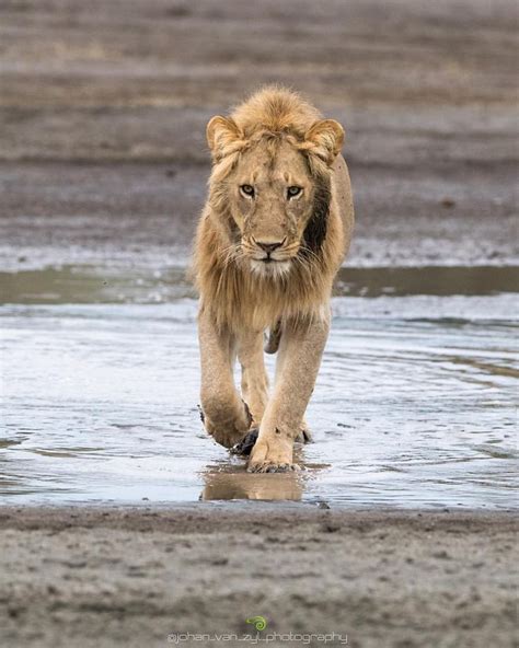 A Lion Walking Across A Wet Beach Next To The Ocean With It S Front