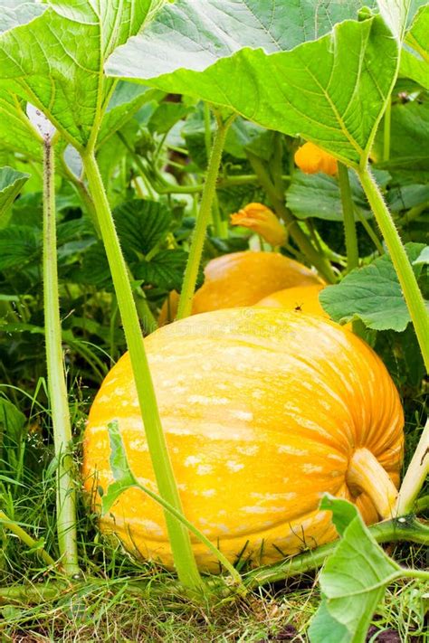 Big Orange Pumpkins Growing In The Garden Stock Image Image Of