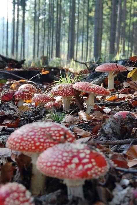 Mushrooms Along The Forest Floor Stuffed Mushrooms Beautiful Nature