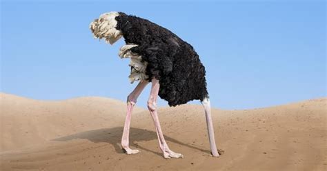 Head In The Sand How The Ostrich Effect Thwarts Your Success Head In