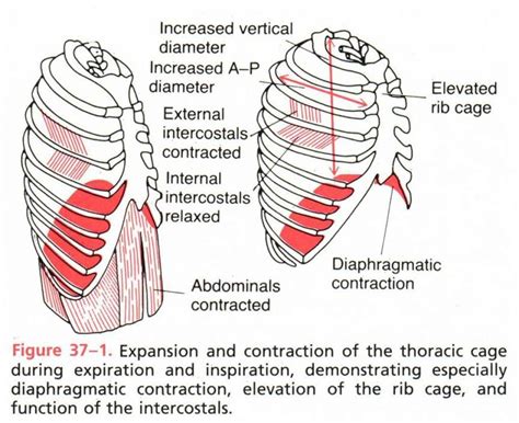 You can strain the intercostal muscles suddenly or by doing certain movements over and over. diagram of chest diagram of | Rib cage anatomy, Human body ...