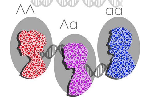 The Genetic Source Of Human Diversity Neuroscience News