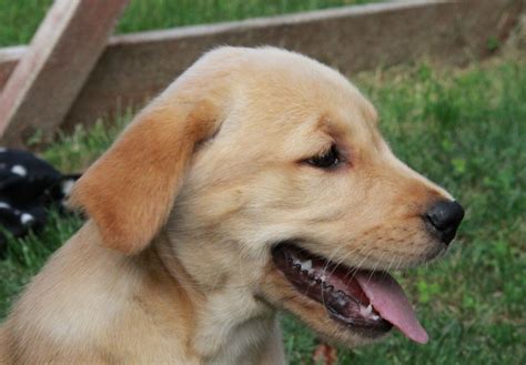 He is 3.5 months old, very chill and cuddly. Labrador Retriever Puppies For Sale : Puppies for Sale ...