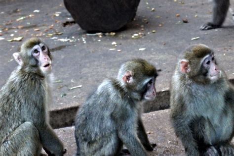 Three Monkeys Free Stock Photo Public Domain Pictures