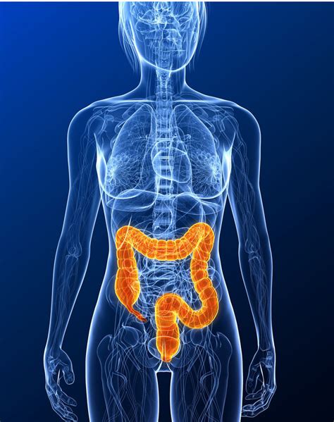 What Is Inflammatory Bowel Illness Science And Tech News