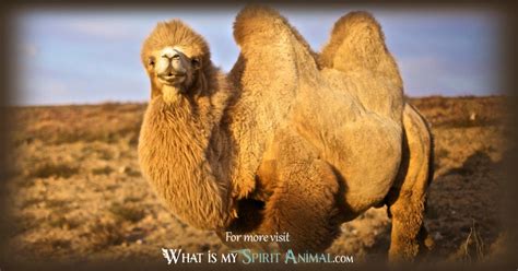 Camel Symbolism & Meaning | Camel Spirit, Totem & Power Animal