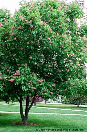 Horse chestnut tree, facts & information on horse chestnut trees. Briotii Red Horse Chestnut Buy Online, Best Prices
