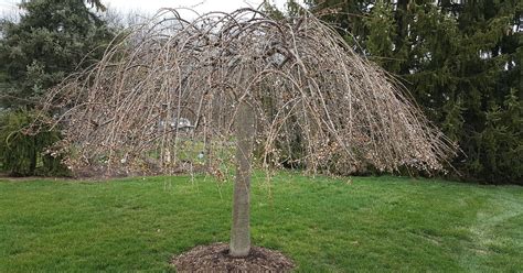 I Need Some Advise About Pruning My Weeping Cherry Tree Hometalk