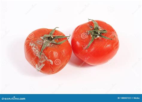 Moldy Rotten Tomatoes Stock Photography Image 18800722