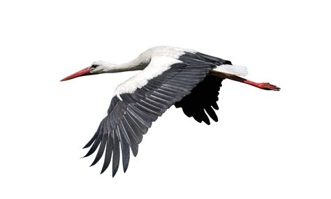 Gambar Animasi Burung Terbang Png Crimealirik Page