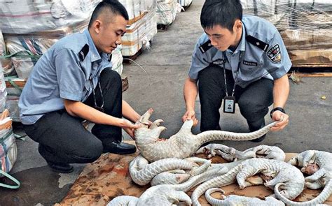 Some 17,000 pangolins were believed to have been killed to produce the 12.9 tonnes of scales. Economy of Scales : CRIME - India Today 5092016