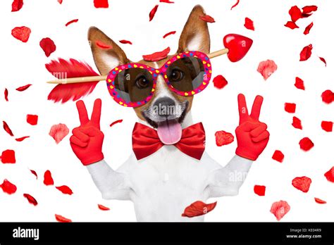 Jack Russell Dog Crazy And Silly In Love On Valentines Day Isolated