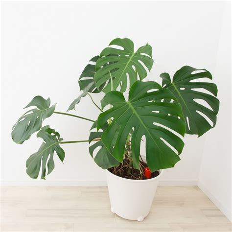 When caring for an indoor philodendron plant, aim to mimic its natural tropical environment. Philodendron monstera (With images) | Hanging plants ...