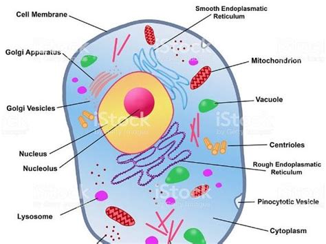 Animal Cell Diagram Biology Animal Cell Diagram High Resolution Stock