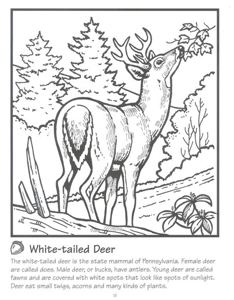 Feb 04, 2013 · click the white tailed deercoloring pages to view printable version or color it online (compatible with ipad and android tablets). Whitetail Deer.jpg (1244×1600) | Horse coloring pages ...