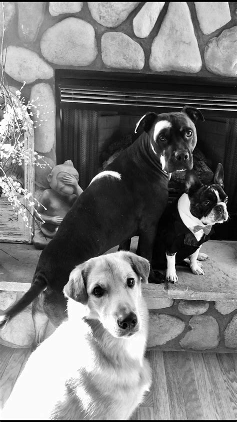 Ruffing It Pet Spa and Supplies - Dog Wash, Pet Sitting, Dog Grooming