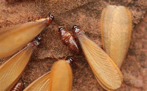 Blog What Mobile Property Owners Ought To Know About Termite Swarmers
