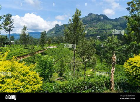 Beautiful View On Tea Plantation Near Nuwara Eliya Sri Lanka Stock