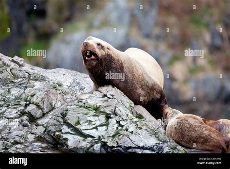 Un Hombre Lobo De Mar Estelar Eumetopias Jubatus Asentado Sobre Rocas En Alaska Fotografía De