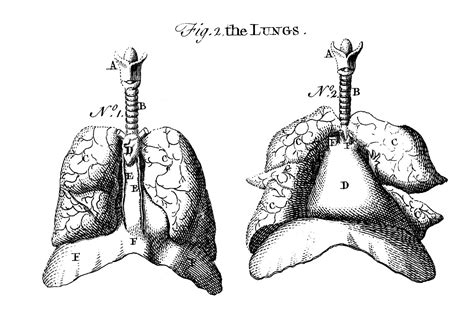 Vector black and white illustration on white background. Early Anatomy Graphics - Diagram of Lungs - The Graphics Fairy