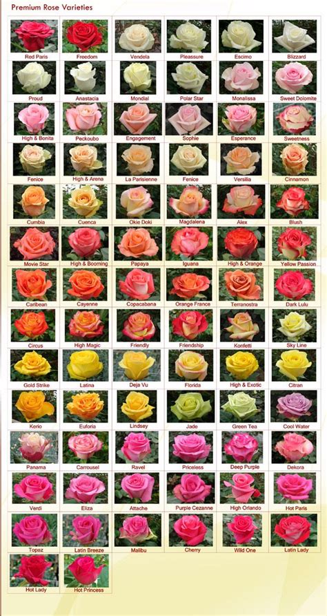 Rose Varieties Rainforest Farms And Bouquets Rose Varieties Types Of