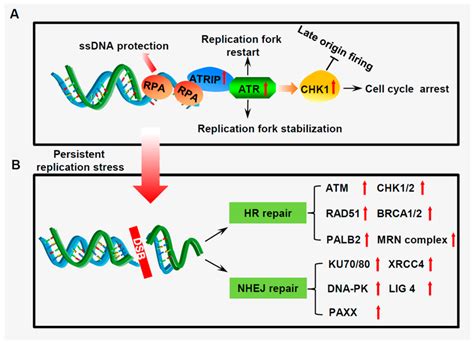 The DNA Damage Response Network In SCLC Cells A The Roles Of The Download Scientific Diagram