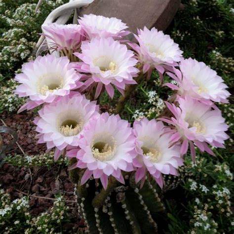 Find the perfect desert flowers stock photos and editorial news pictures from getty images. Blooming cactus in Tucson | Cactus flower, Desert flowers ...