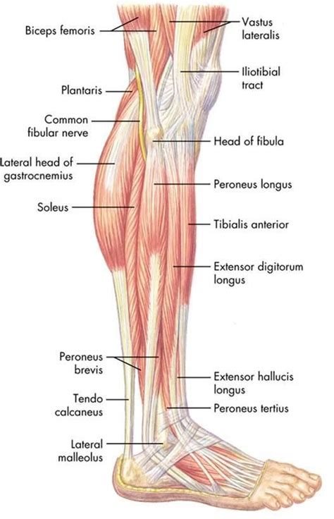 Ccasionally a calf is born with crooked legs or contracted or lax tendons. peroneus longus - Google 검색 | Body anatomy, Medical ...