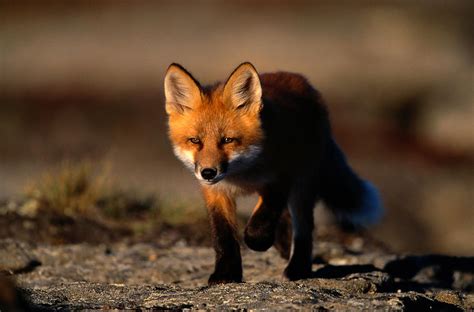 Red Fox Vulpes Vulpes In Tundra By Eastcott Momatiuk