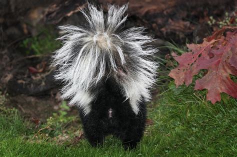 Immune to snake venom, skunks are known to eat poisonous snakes like rattlesnakes. Skunk Removal Nashville | 615-499-5692 | Skunks In Crawlspace