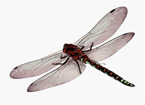 Free Clipart Of Dragonflies 10 Free Cliparts Download Images On