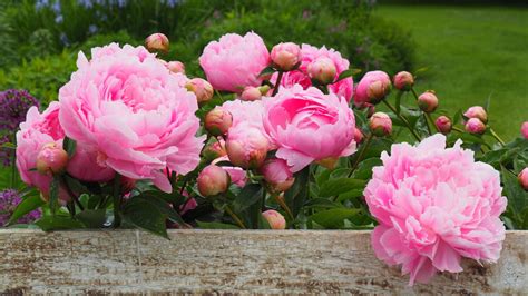 Tips For Growing And Caring For Peony Flowers