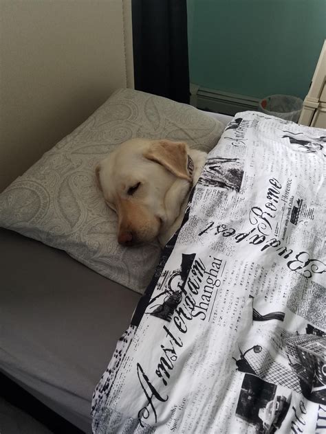 Сон лежать на кровати с собакой фото