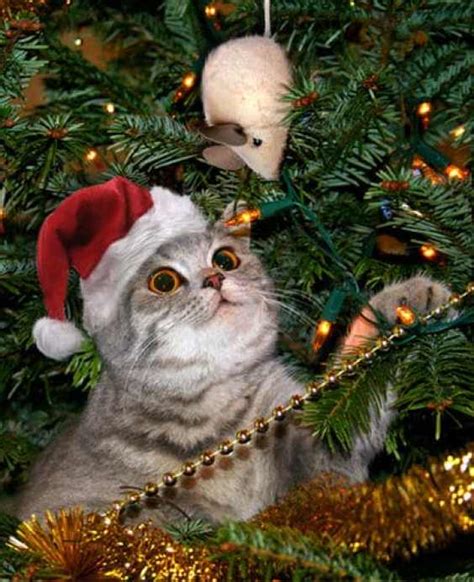 Adorable Cats Who Are Excited About Christmas Trees