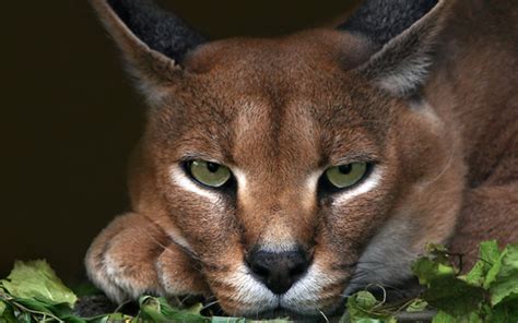 Caracal Wallpapers For Everyone