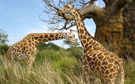 Giraffes Tallest Animal In The World Wildlife Of World