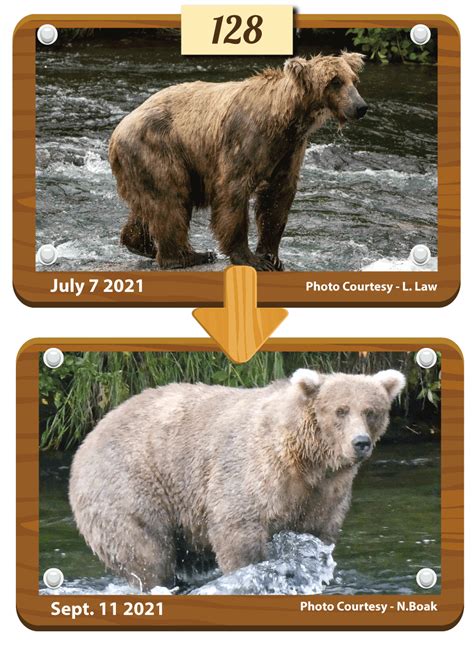 Meet The Bodaciously Bulky Bears Of Fat Bear Week 2021 Smithsonian