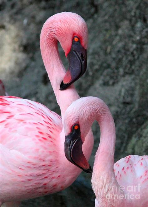 Flamingo is a bird that usually inhabits large lakes and plant less lagoons. Flamingo Love Birds Photograph by Carol Groenen