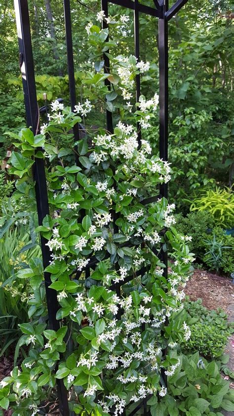 Confederate Jasmine In Full Bloom Garden Crafts Diy Garden Vines