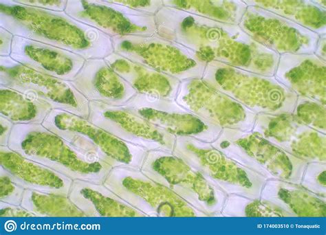 Plant cells under the microscope. Plant Cell Under The Microscope View For Education Stock ...