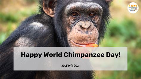 2021 World Chimpanzee Day