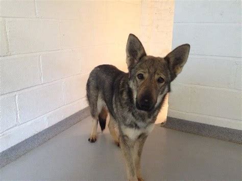 Trudy 1 Year Old Female German Shepherd Cross Dog For Adoption
