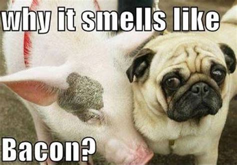 Cuteanimalpuns Cute Dog Pictures Pug Bacon Joke