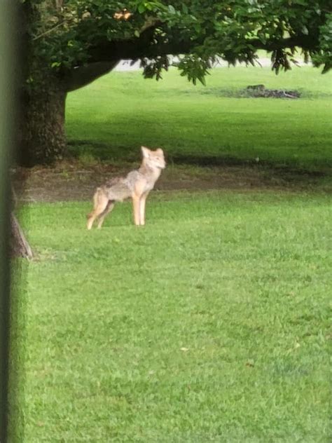 Coyote Sightings More Prevalent Across The County Luverne Journal