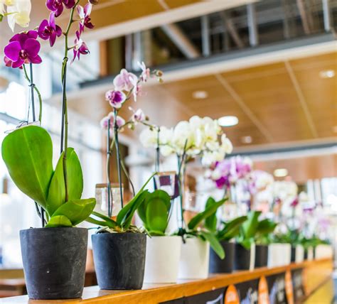 Best Orchid Pots Beginners Buying Guide Brilliant Orchids