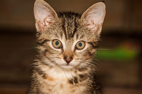Charming Kitten Face Free Image Download