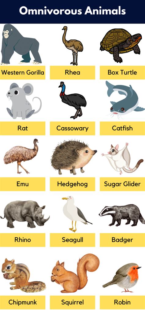 List Of Omnivores Animals Name Pictures And Facts Pdf Grammarvocab