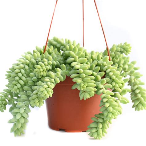 6 Tips For Growing A Donkey Tail Succulent Plant
